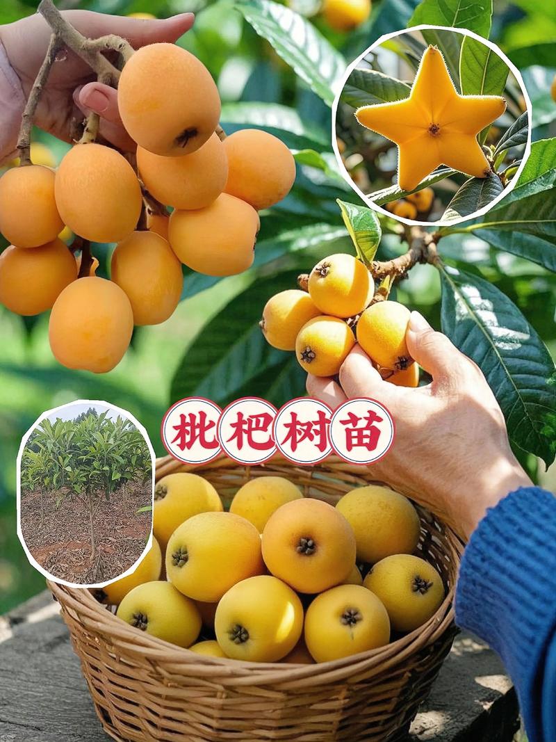 枇杷树是四季常青吗?习性、适种区域与南北种植差异化指南 南北种植差异化建议:可执行的操作