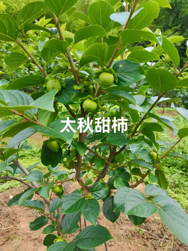 土豆和柿子可相邻种植,掌握树龄与间距就能果粮双收 三、光照是决定性限制因素,按“树冠投影外延1米”划界