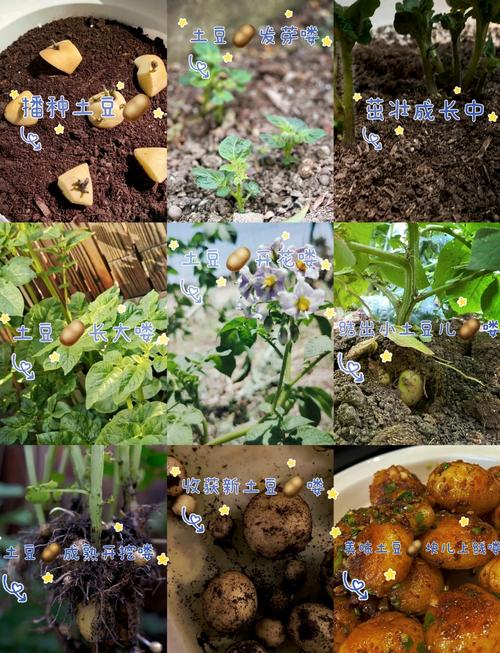 土豆和柿子可相邻种植,掌握树龄与间距就能果粮双收 总结:土豆与柿树相邻种植的三大铁律