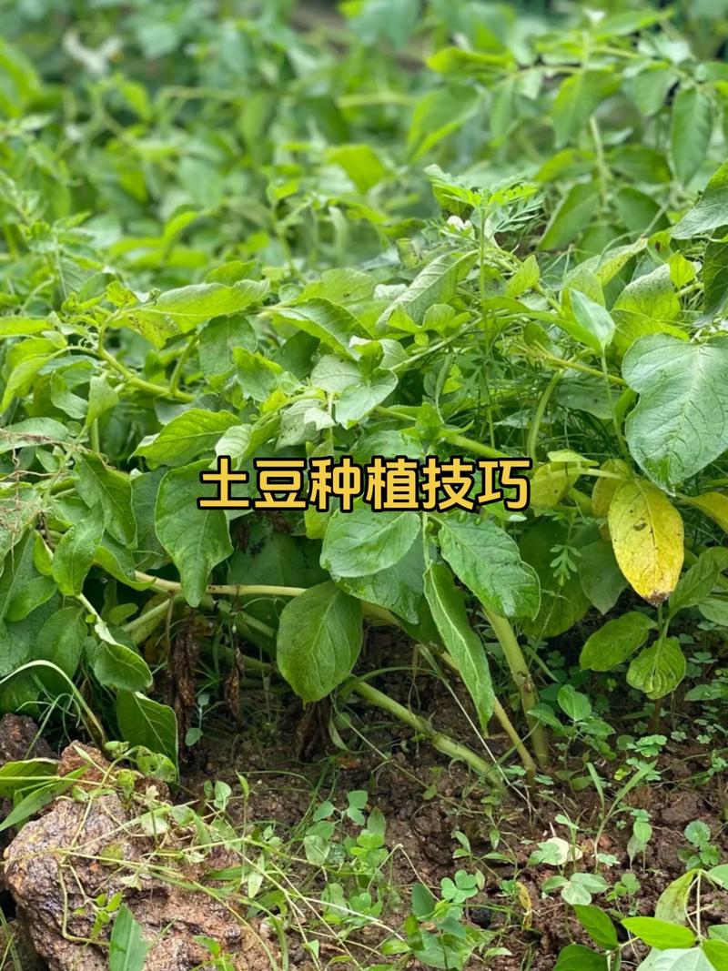 土豆和柿子可相邻种植,掌握树龄与间距就能果粮双收 四、土豆与柿子无交叉病害,但打药时须避开柿树新梢
