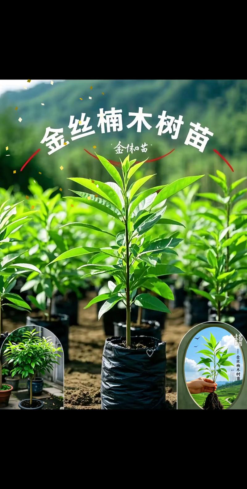 金丝楠木多少年可以开伐?从种植到成材的完整时间线解析 一、开伐年限的核心答案:50年起步,百年成材
