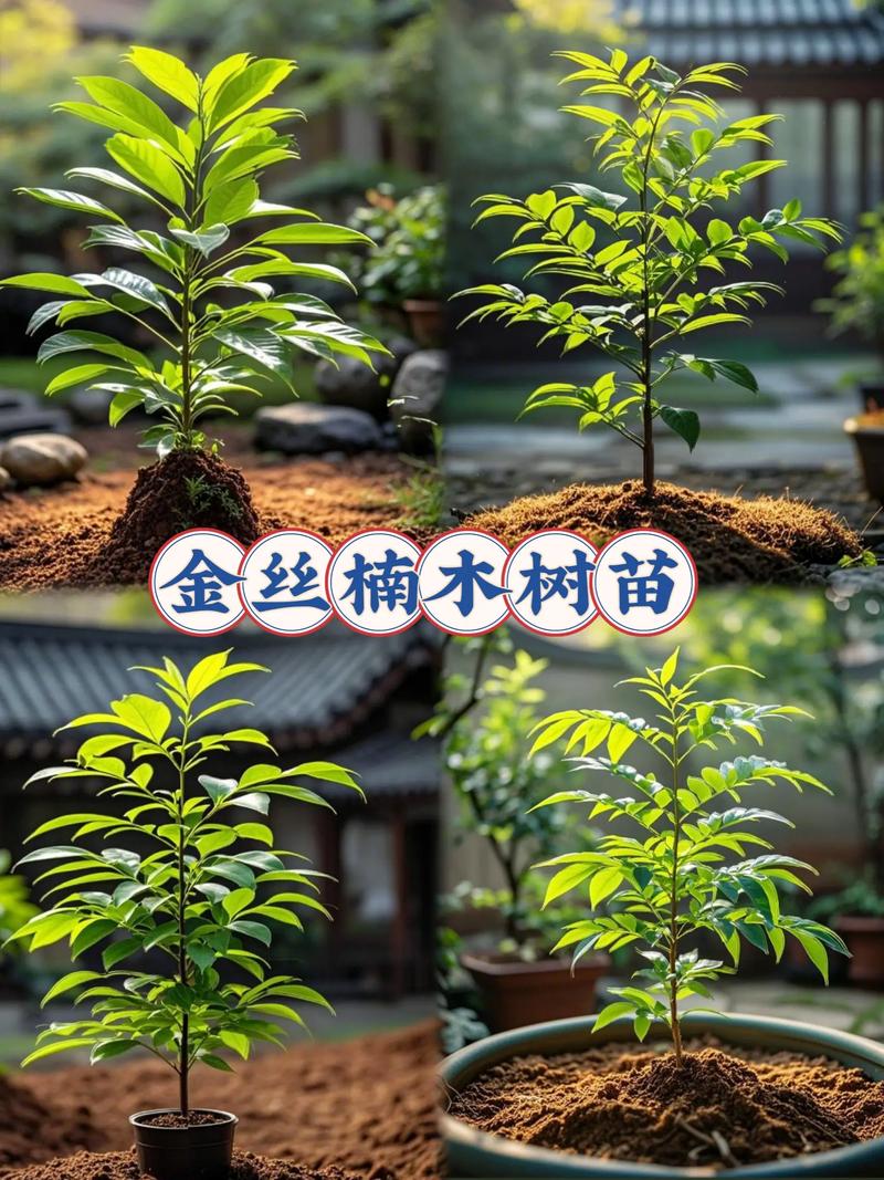 金丝楠木多少年可以开伐?从种植到成材的完整时间线解析 四、注意事项与法律风险