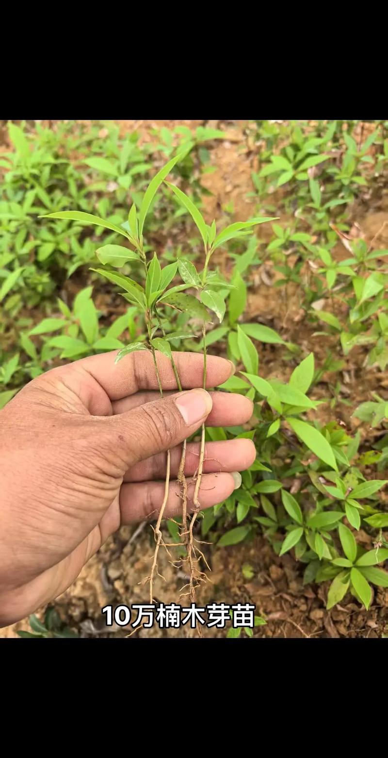 金丝楠木多少年可以开伐?从种植到成材的完整时间线解析 结语