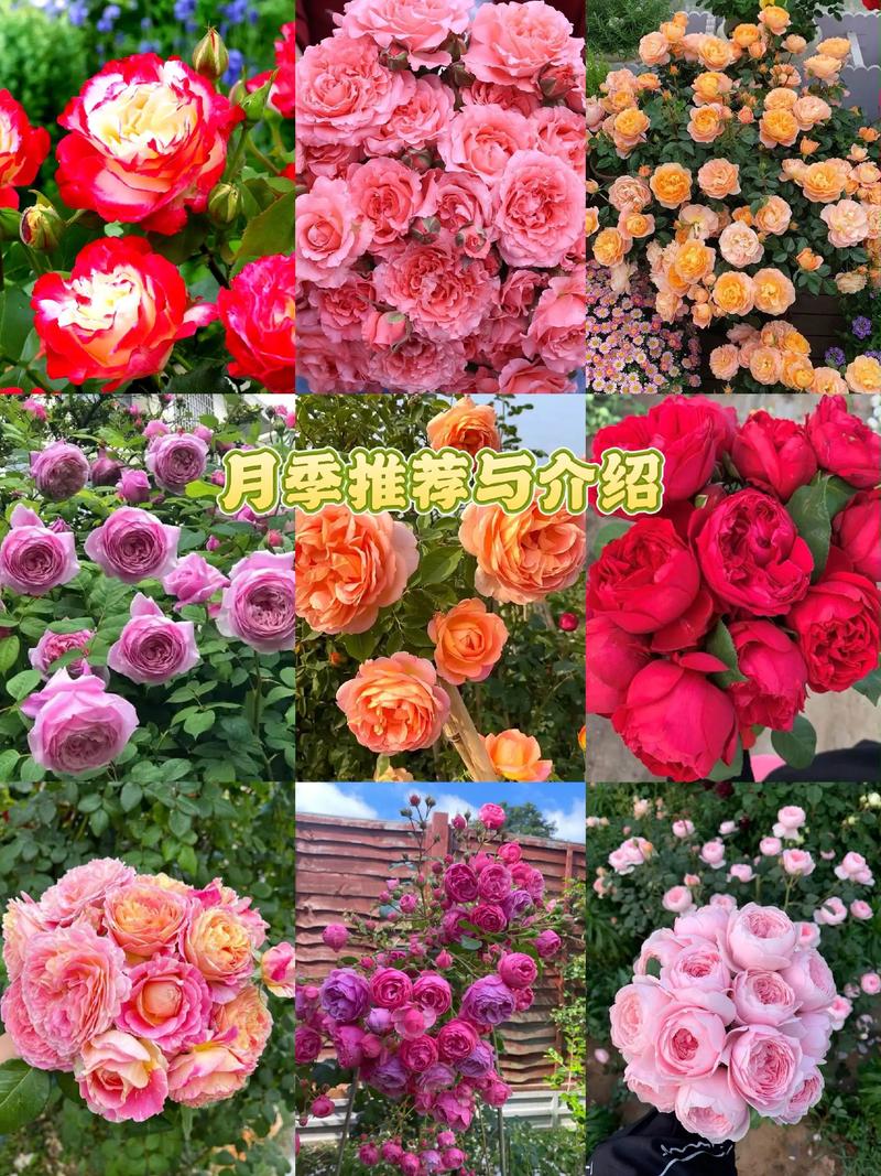越冬与越夏管理（分气候带）