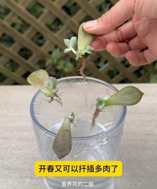 多肉枝条扦插全攻略：从伤口处理到生根秘籍
