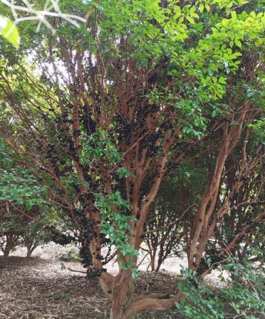 嘉宝果树适合什么地方种植？从气候到土壤的全方位种植指南