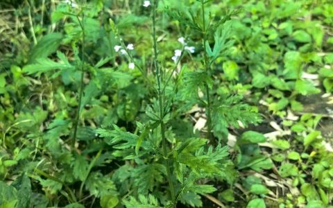 马鞭草什么科？揭开这种优雅植物的分类学密码