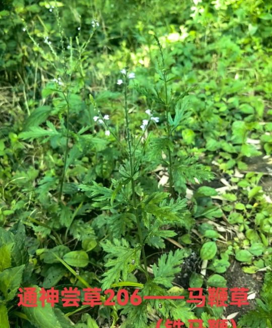 马鞭草什么科？揭开这种优雅植物的分类学密码