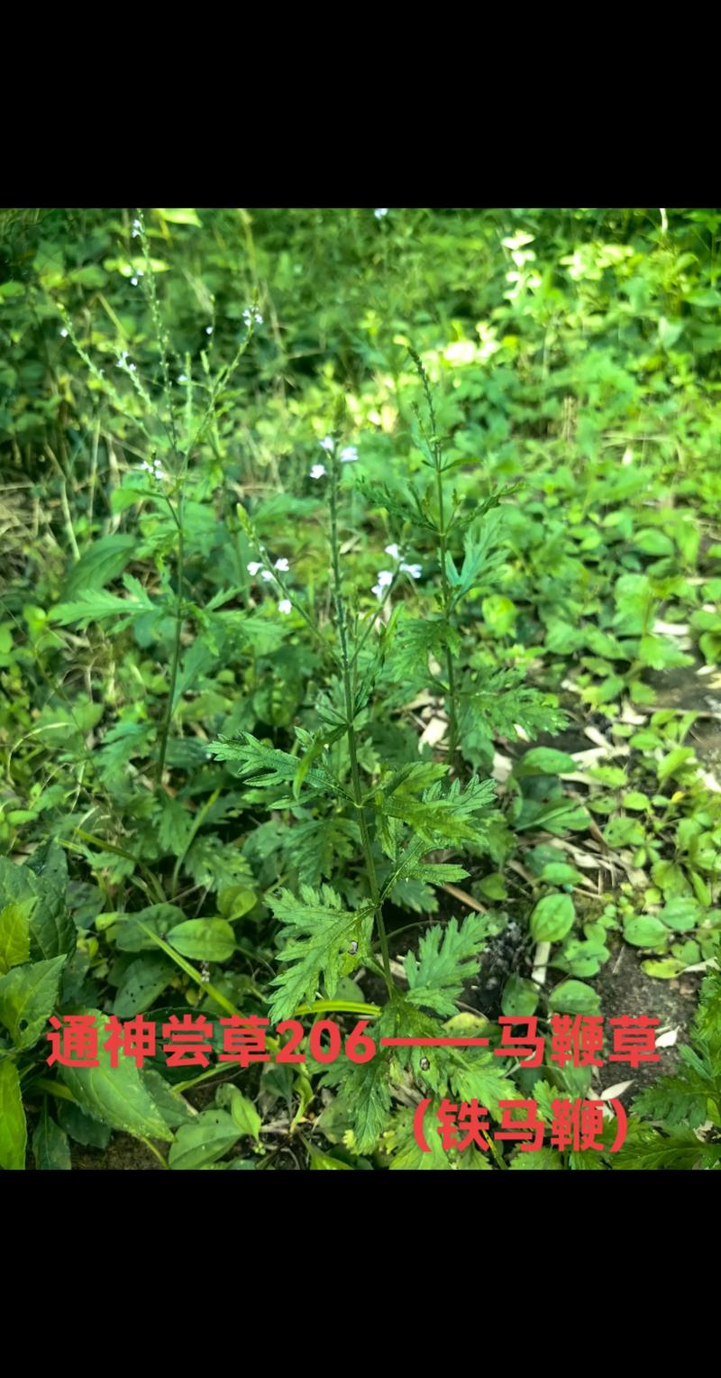 马鞭草什么科?揭开这种优雅植物的分类学密码 马鞭草什么科?从植物分类学说起
