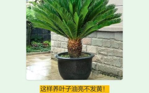 铁树养护全攻略：施肥时间、肥料选择与日常管理指南