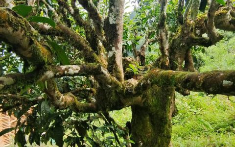 古树茶什么茶？从园艺角度解读百年茶树的栽培与养护