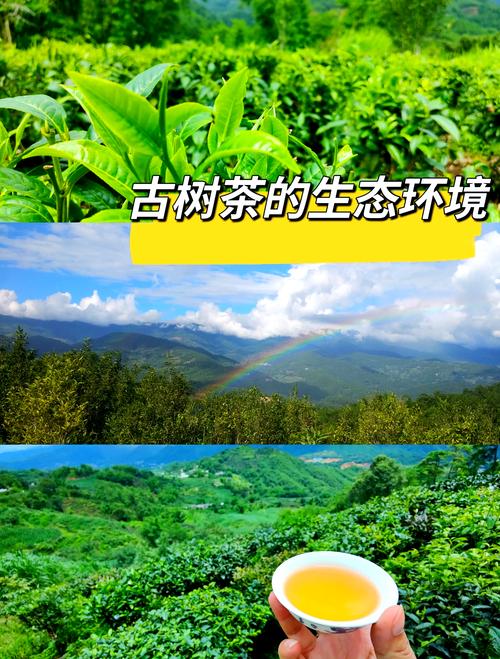 古树茶什么茶?从园艺角度解读百年茶树的栽培与养护 结语