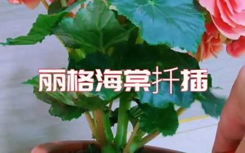 丽格海棠怎么扦插成活率高？繁殖育苗全流程技术指导