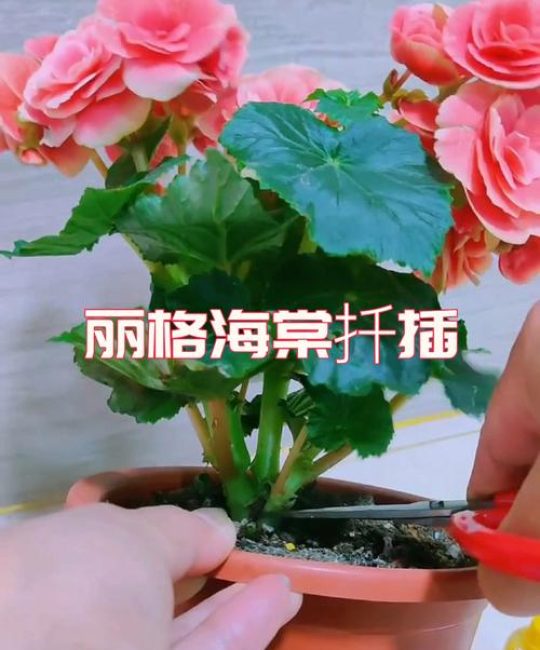 丽格海棠怎么扦插成活率高？繁殖育苗全流程技术指导