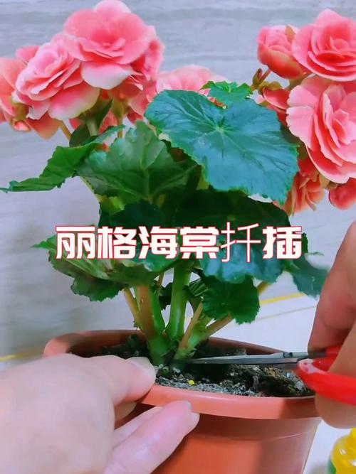 丽格海棠怎么扦插成活率高?繁殖育苗全流程技术指导 丽格海棠怎么扦插成活率高?繁殖育苗全流程技术指导