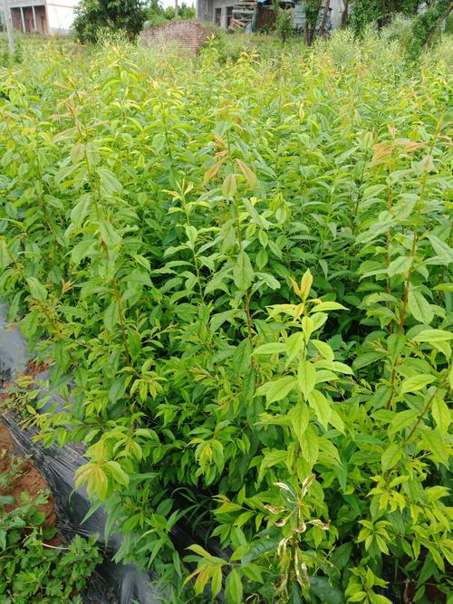 脆红李苗多少钱一棵?2025年价格快速参考 价格影响因素一览表