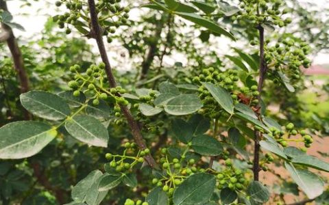 花椒树几月份移栽最好？掌握这几个关键步骤，成活率高达95%以上