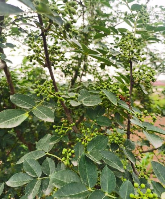 花椒树几月份移栽最好？掌握这几个关键步骤，成活率高达95%以上