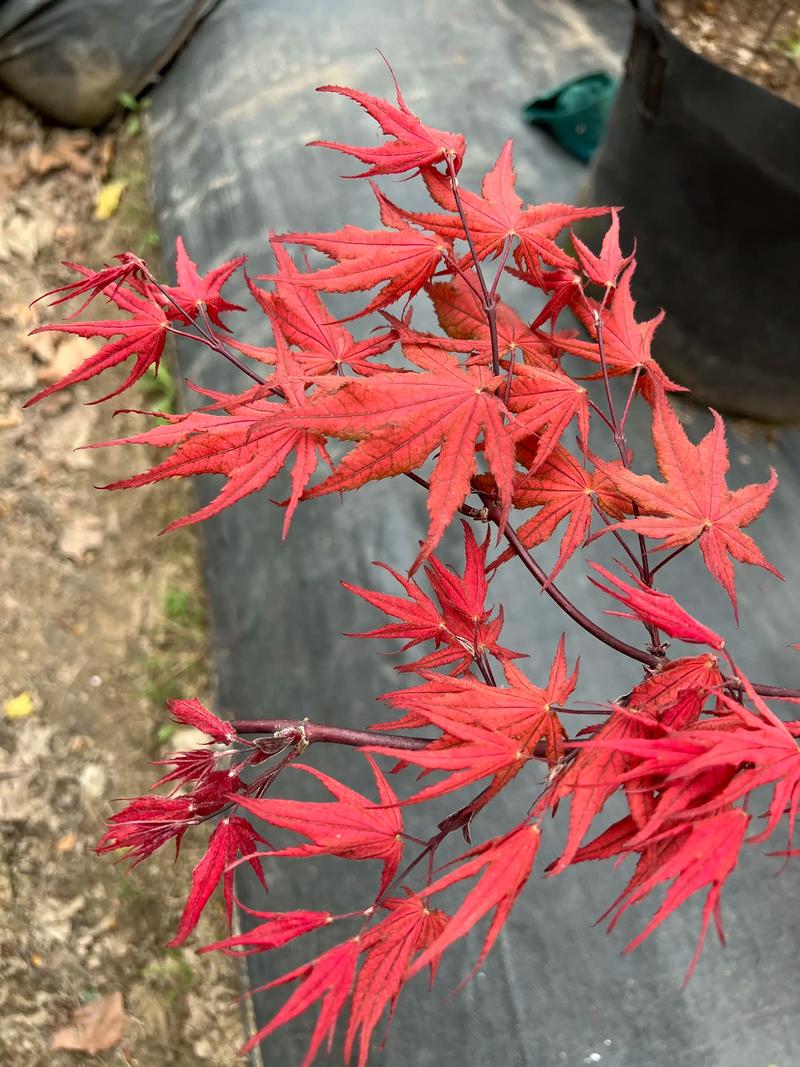 枫树的习性与养护全指南:品种识别与南北栽培技巧 枫树的习性与养护全指南:品种识别与南北栽培技巧