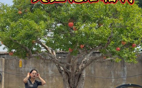 院里种枣树和石榴树好吗？种植专家详解优势与注意事项