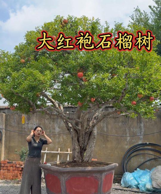 院里种枣树和石榴树好吗？种植专家详解优势与注意事项