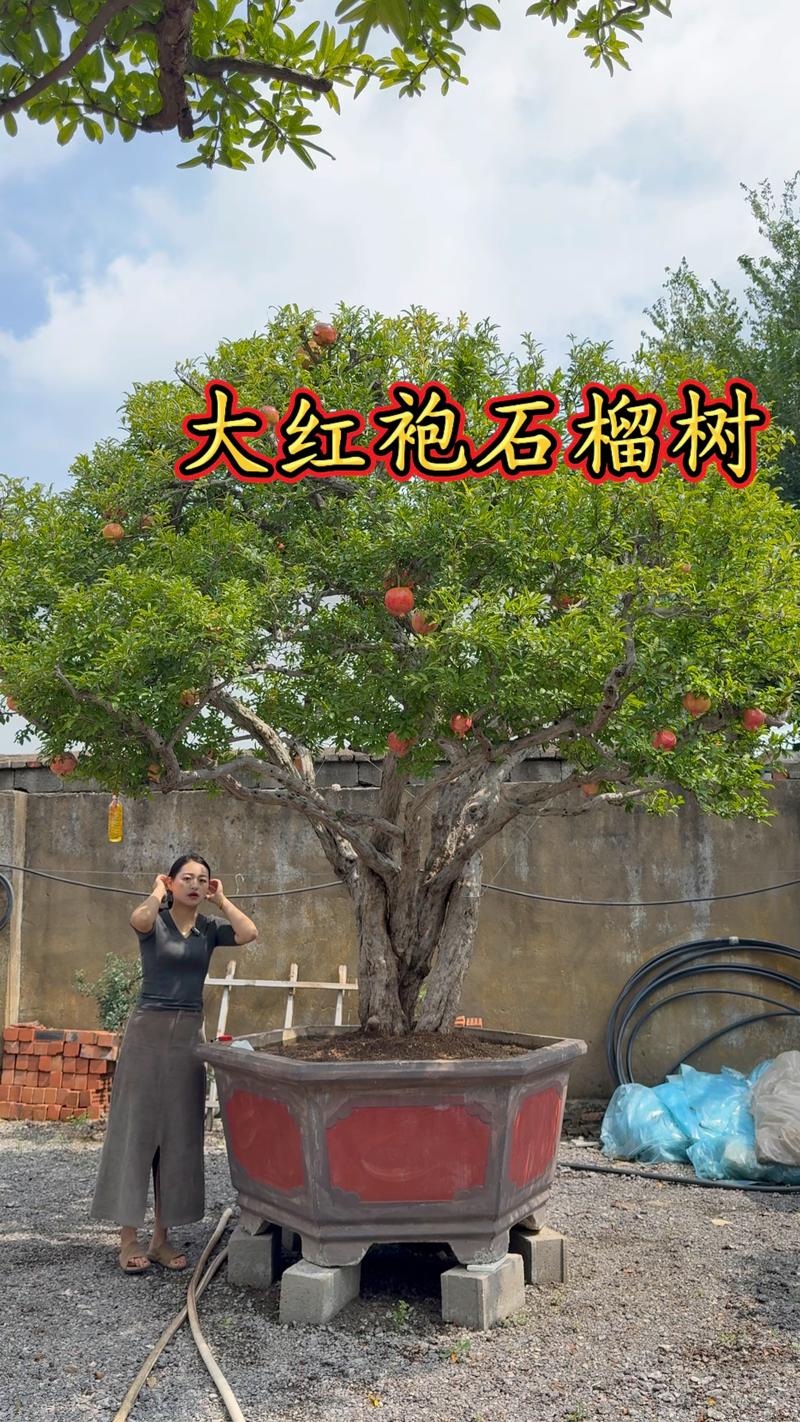 院里种枣树和石榴树好吗?种植专家详解优势与注意事项 院里种枣树和石榴树好吗?种植专家详解优势与注意事项
