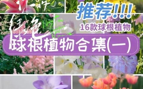 优质球根花卉主要产自哪里？全球核心产区与养护指南