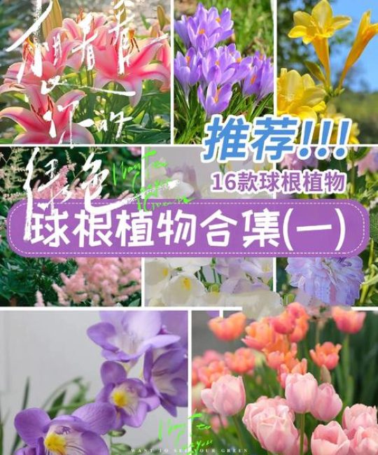 优质球根花卉主要产自哪里？全球核心产区与养护指南