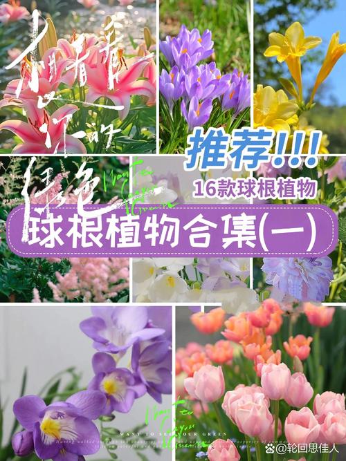 优质球根花卉主要产自哪里?全球核心产区与养护指南 主要优质球根花卉的产地档案