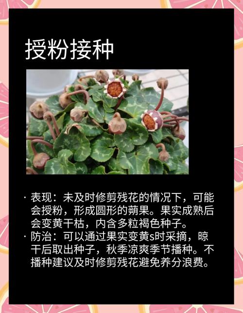 优质球根花卉主要产自哪里?全球核心产区与养护指南 修剪促花系统指导