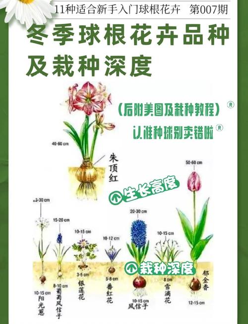 优质球根花卉主要产自哪里?全球核心产区与养护指南 越冬与越夏管理(分气候带操作清单)