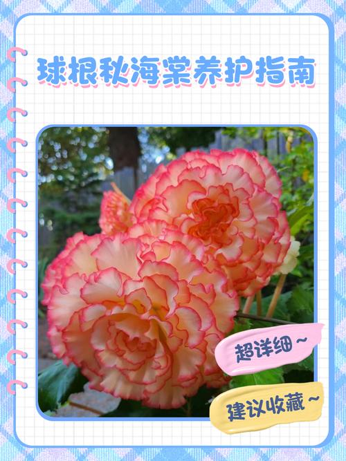 优质球根花卉主要产自哪里?全球核心产区与养护指南 总结:核心可执行动作