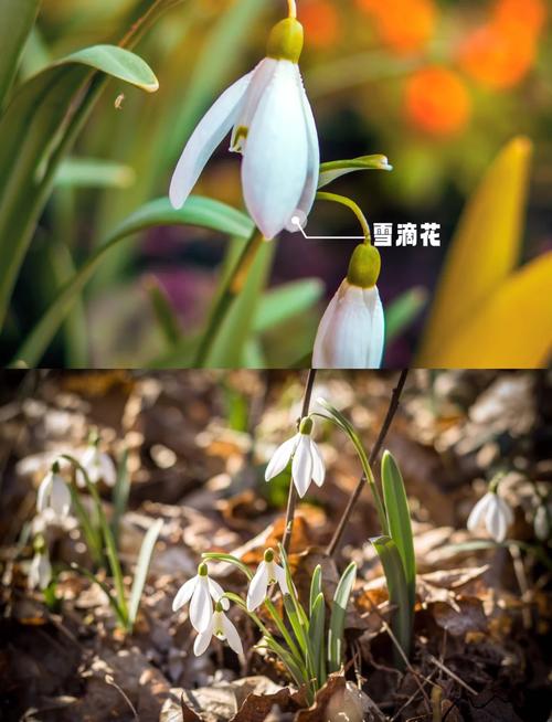 优质球根花卉主要产自哪里?全球核心产区与养护指南 常见问题(FAQ)