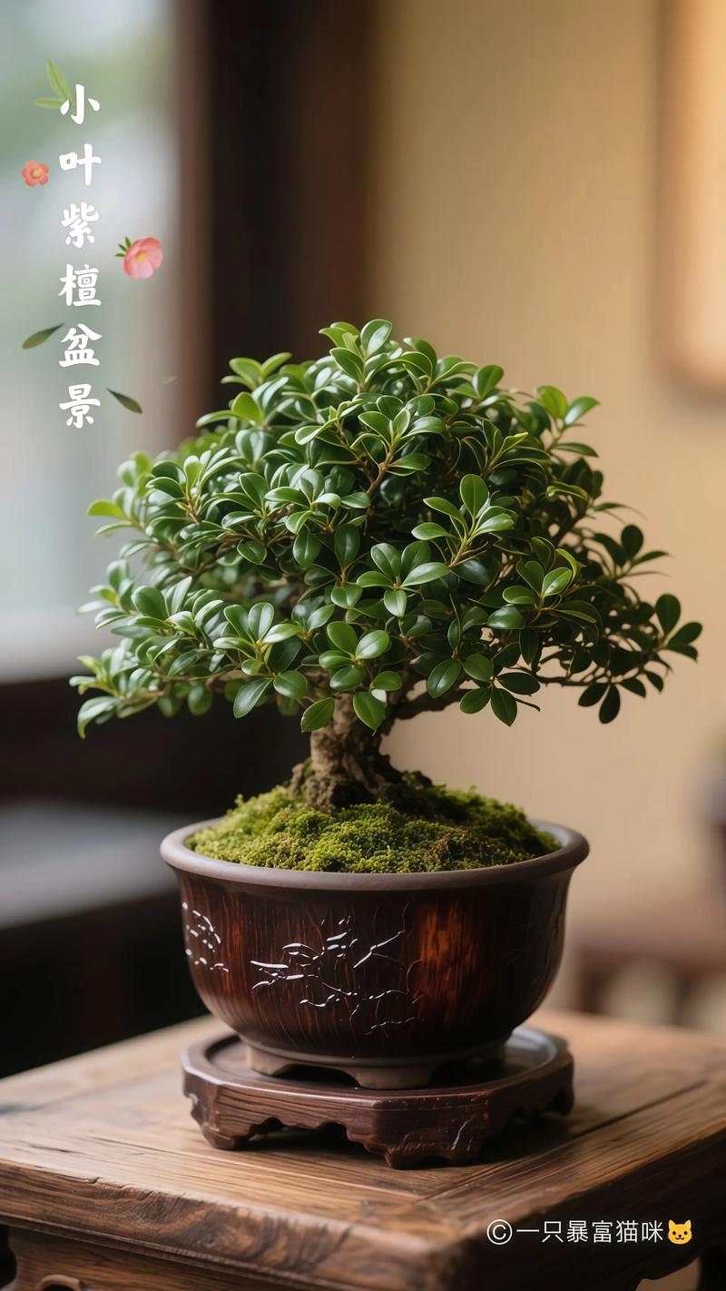 顶级正宗小叶紫檀盆景鉴别与养护全攻略 常见误区与防病指南