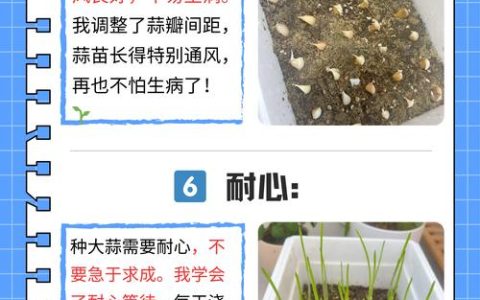 大蒜籽怎么种植出来的？从选瓣到收获的完整操作指南