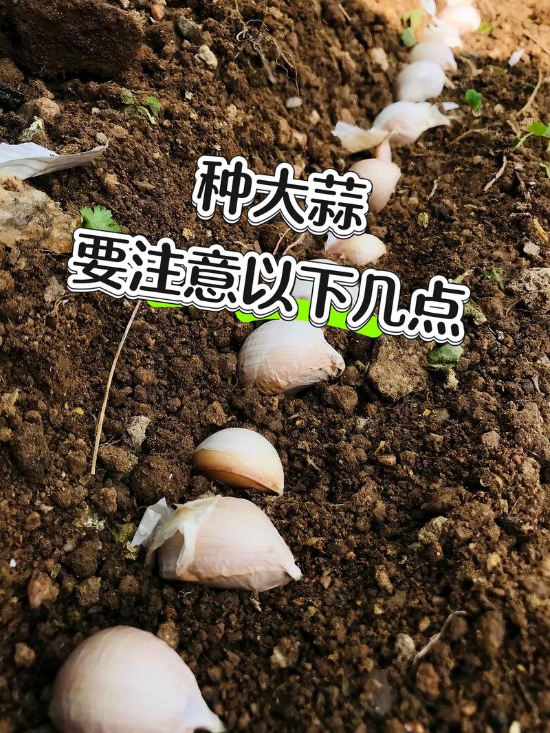 大蒜籽怎么种植出来的?从选瓣到收获的完整操作指南 二、土壤环境 - 疏松透气,大蒜才爱长根