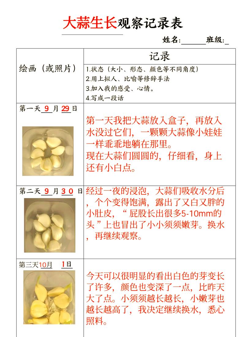 大蒜籽怎么种植出来的?从选瓣到收获的完整操作指南 六、缓苗管理 - 护芽促根,等待出苗