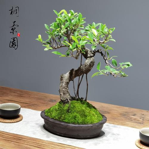 小榕树盆景怎么养?家庭养护全攻略 施肥:薄肥勤施,生长期为主