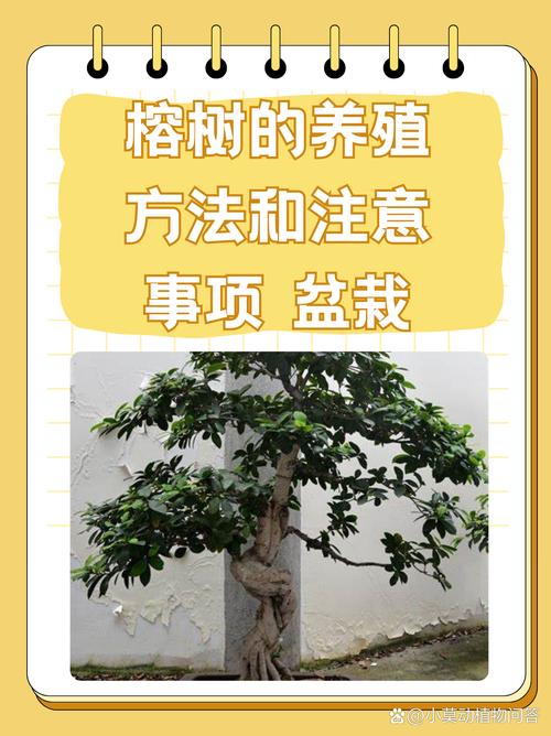小榕树盆景怎么养?家庭养护全攻略 修剪:以塑形和通风为目的