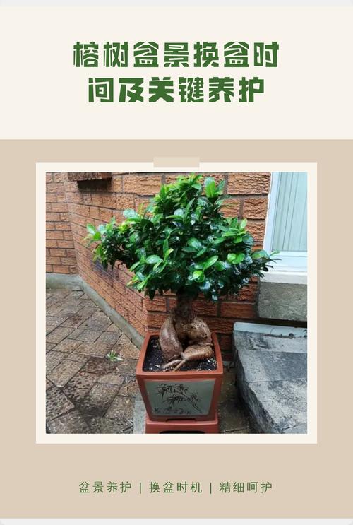 小榕树盆景怎么养?家庭养护全攻略 光照:喜欢明亮散射光,也能适应半阴
