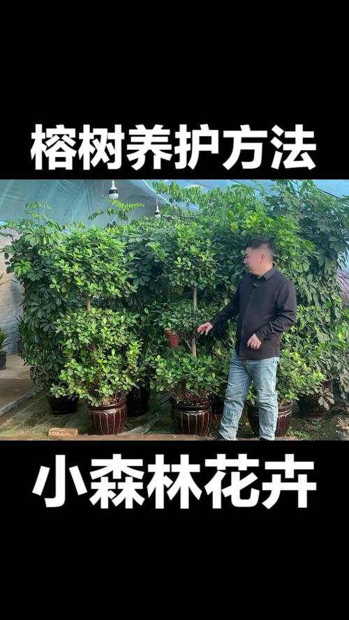 小榕树盆景怎么养?家庭养护全攻略 越冬越夏:稳妥管理,安全过冬