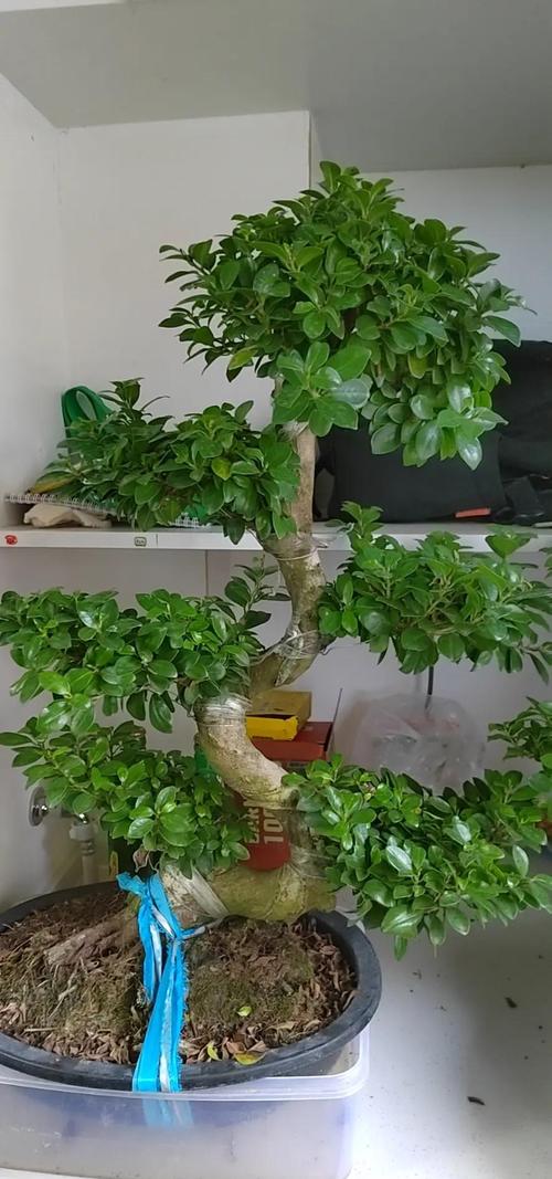 小榕树盆景怎么养?家庭养护全攻略 换盆:1-2年换一次,是维持根系健康的重要手段