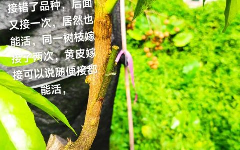 植物为什么要嫁接？一次讲透背后的科学逻辑与品种差异化策略