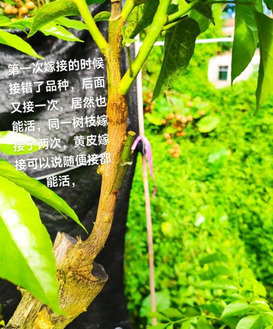 植物为什么要嫁接？一次讲透背后的科学逻辑与品种差异化策略