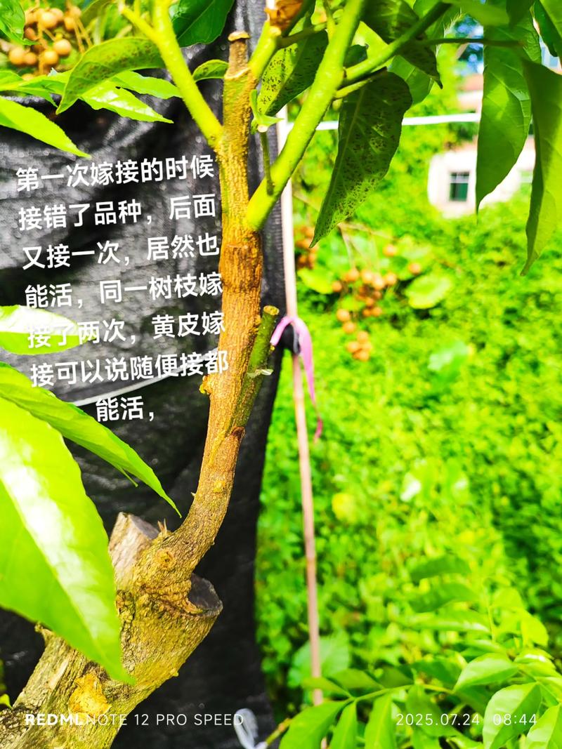 一、嫁接的核心目的：优势互补，而非“一劳永逸”