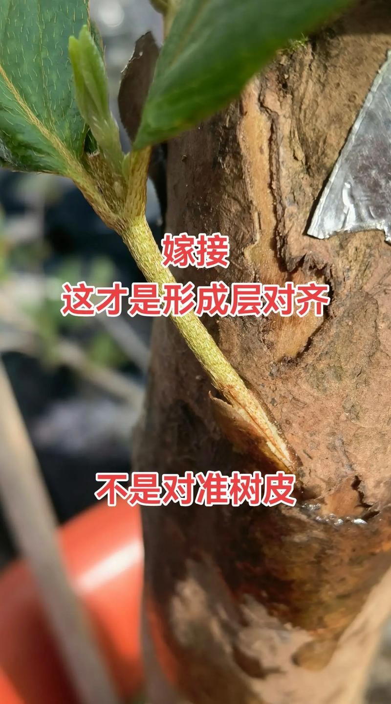 三、鉴定与操作流程（针对月季嫁接）