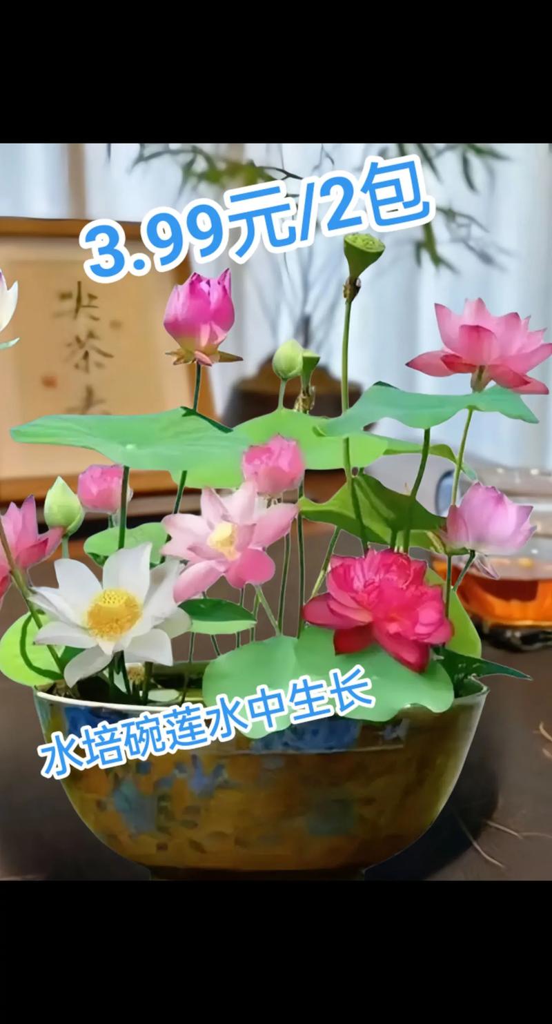 睡莲一年四季都可以种吗?看准这几点,春季才是最佳窗口 不同季节种植的实操要点