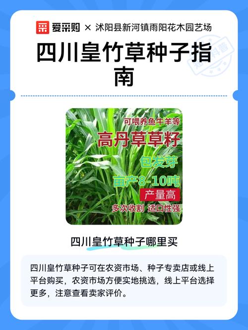 皇竹草购买渠道选择指南:科学评估供应商,避免踩坑假苗劣种 二、品种真实性核查:如何确认你买到的是真正的皇竹草?