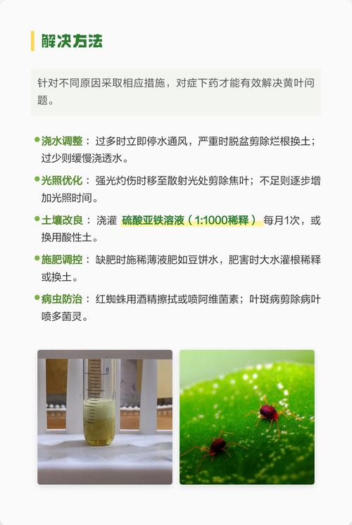 栀子花黄叶该怎么办?——从原因分析到实操解决方案 处理办法