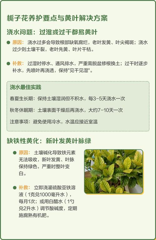 栀子花黄叶该怎么办?——从原因分析到实操解决方案 预防建议
